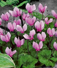 pink flowers are blooming in the ground next to green leaves and plants with purple petals