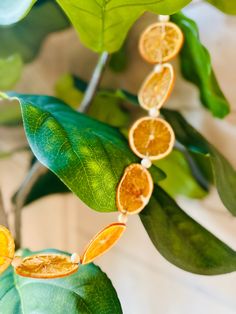 some orange slices are hanging from a green plant