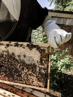 a beekeeper holding up a frame full of bees