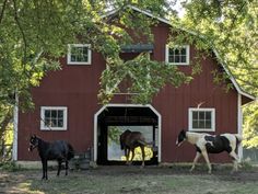 three horses are standing in front of a red barn with white windows and one horse is walking towards the door