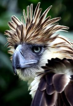 a close up of a bird with feathers on it's head and blue eyes