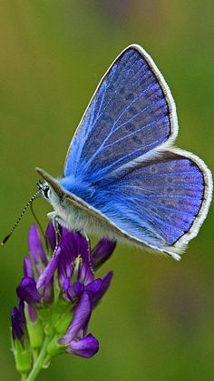 a blue butterfly sitting on top of a purple flower