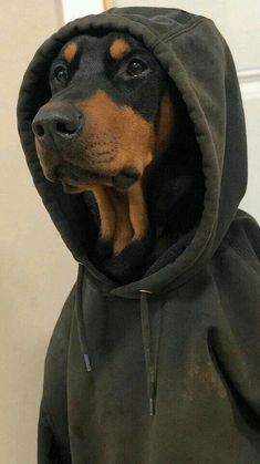 a brown and black dog wearing a green hoodie