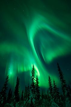 an aurora bore is seen in the sky above some trees