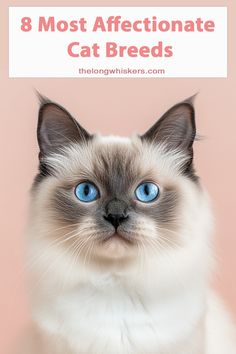 a cat with blue eyes and the words 8 most affectionate cat breeds