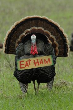 a turkey with a sign that says eat ham