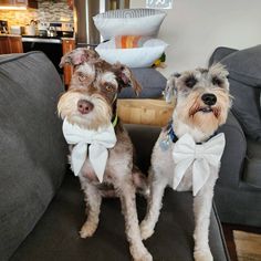 two dogs wearing bow ties sitting on a couch