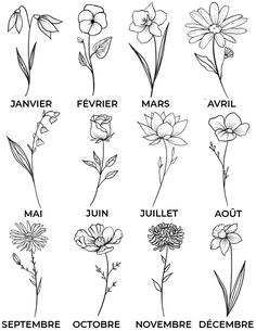 the different types of flowers in french