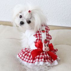 a small white dog wearing a red and white dress