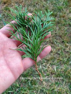 a hand holding a small green plant in it's left hand on the grass