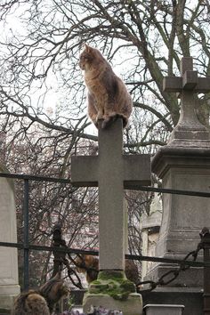 a cat sitting on top of a cross in a cemetery with other cats around it