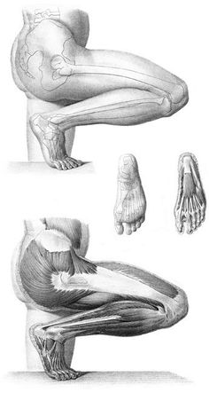 an image of the foot and leg muscles