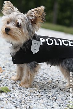 a small dog wearing a police vest on top of gravel next to grass and trees