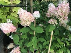 some pink and white flowers are growing in a potted planter next to other plants