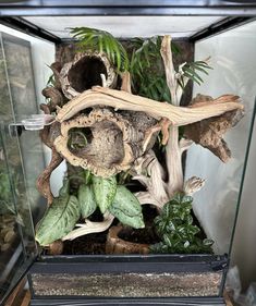 a glass case filled with plants and rocks