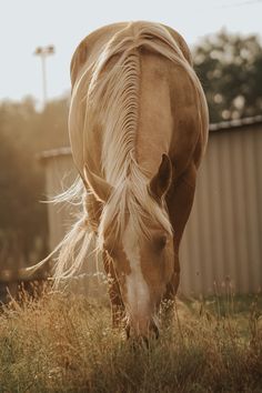 a brown horse grazing on grass in front of a metal building and fenced in area