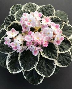 pink and white flowers are blooming in a pot