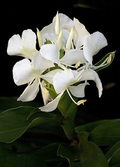 white flowers with green leaves in the background