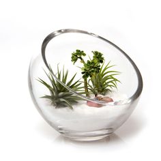 Large Terrarium Bowl-TerrarVase-Chive-PaxtonGate Glass Bowl Terrarium, Large Terrarium, Terrarium Bowls, Succulent Garden Diy, Air Plant Terrarium, Lost World, Terrariums Kits, Succulent Terrarium, Glass Terrarium