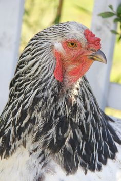 a black and white chicken with red combs on it's head standing next to a fence