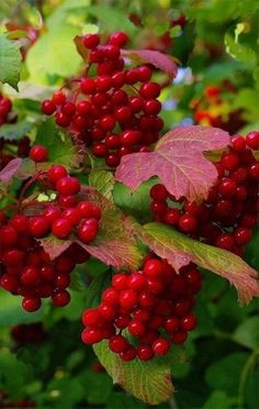 some red berries are growing on the tree