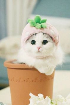 a white cat wearing a pink hat on top of a flower pot next to flowers