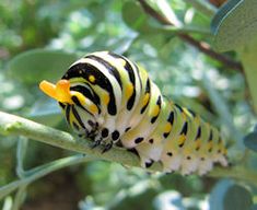 a black and yellow caterpillar is sitting on a branch