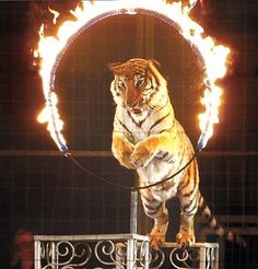 a tiger standing on its hind legs in front of a ring with fire coming out of it