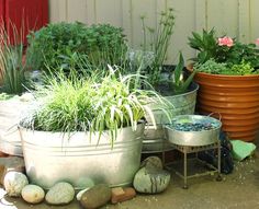 several potted plants are sitting on the ground