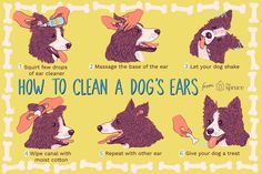 the instructions for how to clean a dog's ears are shown in this illustration