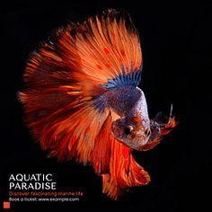 an orange and blue siamese fish with its head turned to the side on a black background