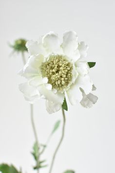 a white flower with green leaves in a vase