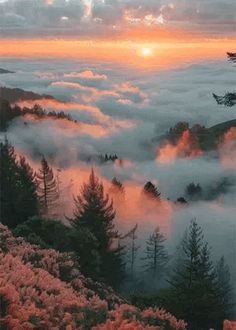 the sun is setting over some trees and fog in the valley below it, with low lying clouds on the ground