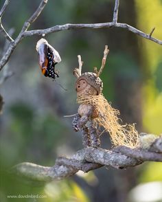 a small bird perched on top of a tree branch next to a dead insect in the air