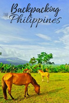 two horses grazing in the grass on a sunny day with text reading backpacking the philippines