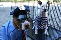 a dog wearing a hat and sunglasses next to another dog in a cage