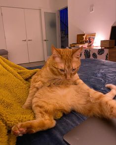 an orange tabby cat laying on top of a bed next to a laptop computer