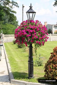 a lamp post with flowers growing on it in the middle of a lawn and sidewalk