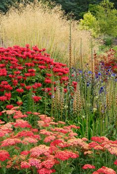 colorful flowers and grasses in a garden