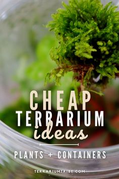 a plant in a jar with text overlay reading cheap terrarium ideas plants and containers