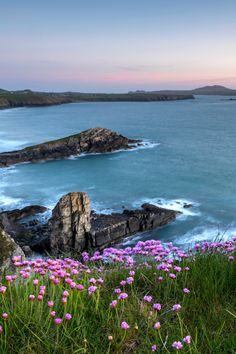 purple flowers growing on the side of a cliff next to the ocean