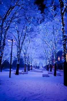 trees are lit up with blue lights in the snow