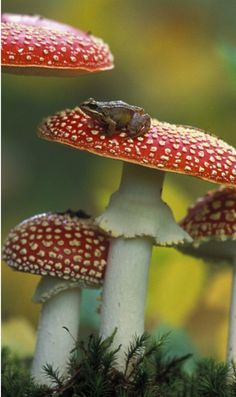 two toads sitting on top of red and white mushrooms