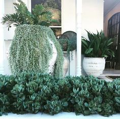 some green plants are growing in front of a white house with two large potted plants next to it