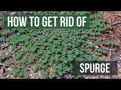 the words how to get rid of spury plants