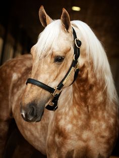 a brown and white horse with blonde hair