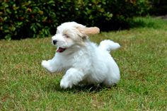 a small white dog running in the grass