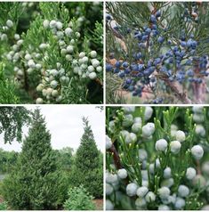 four different types of trees with blue berries on them