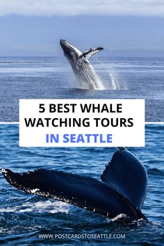 a whale jumping out of the water with text overlay reading 5 best whale watching tours in seattle