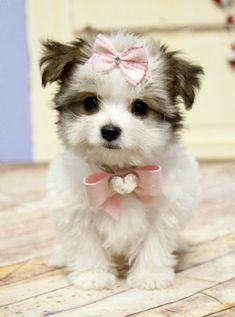 a small white dog with a pink bow on it's head sitting on the floor